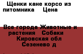 Щенки кане корсо из  питомника! › Цена ­ 65 000 - Все города Животные и растения » Собаки   . Кировская обл.,Сезенево д.